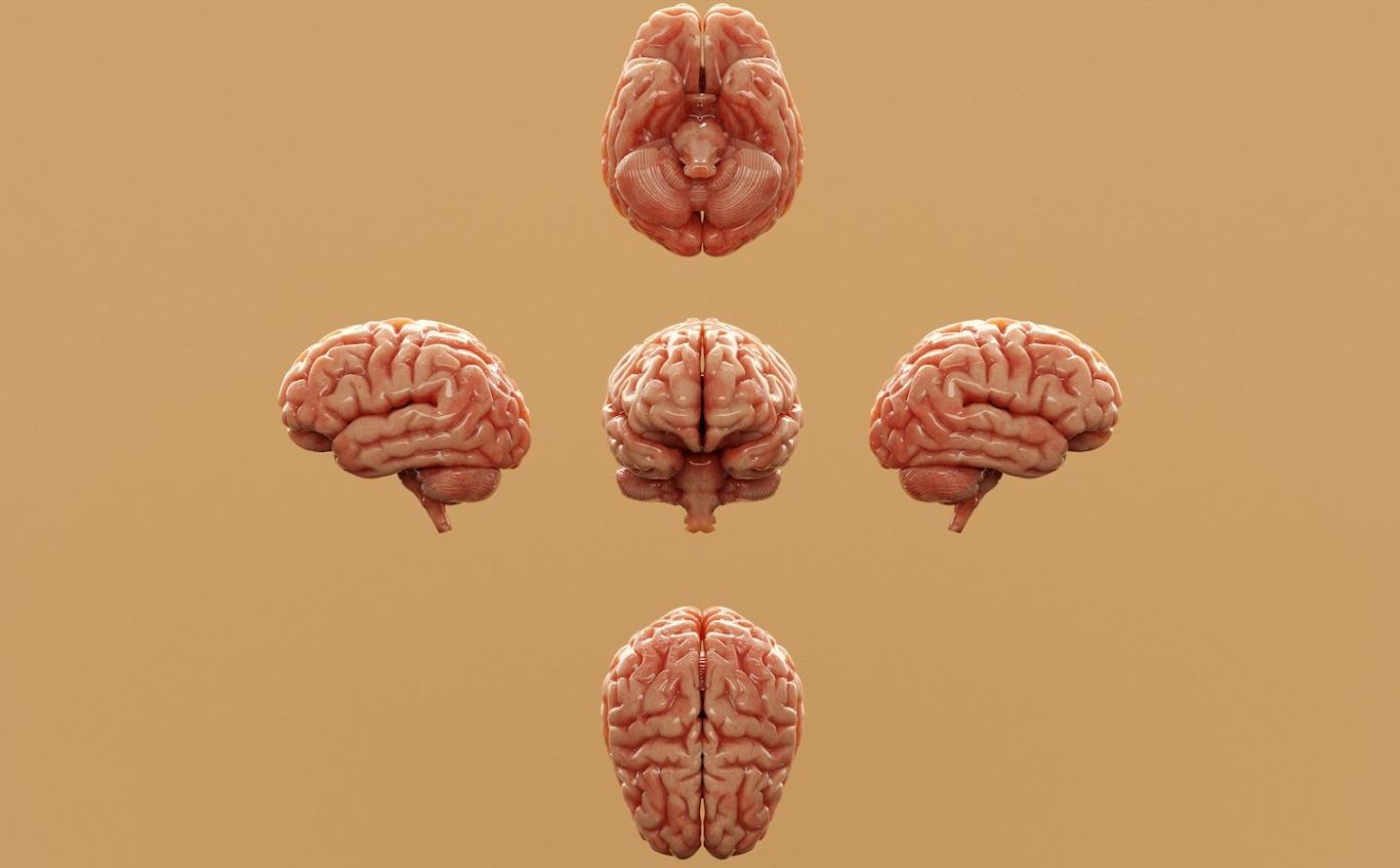 El cerebro y las emociones El cerebro y las emociones